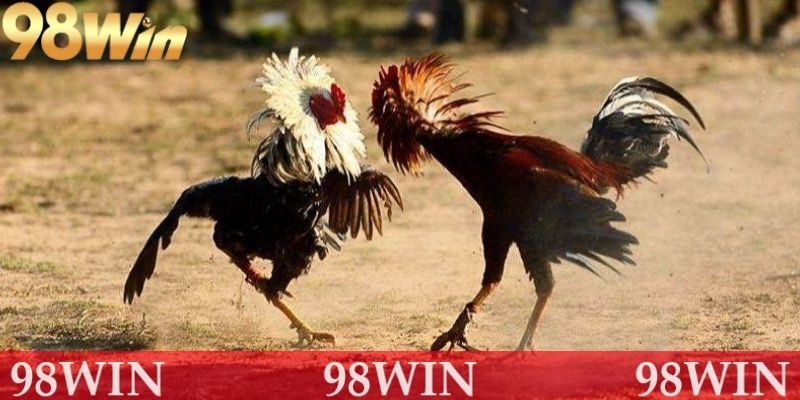 Đá gà 98Win hấp dẫn được yêu thích