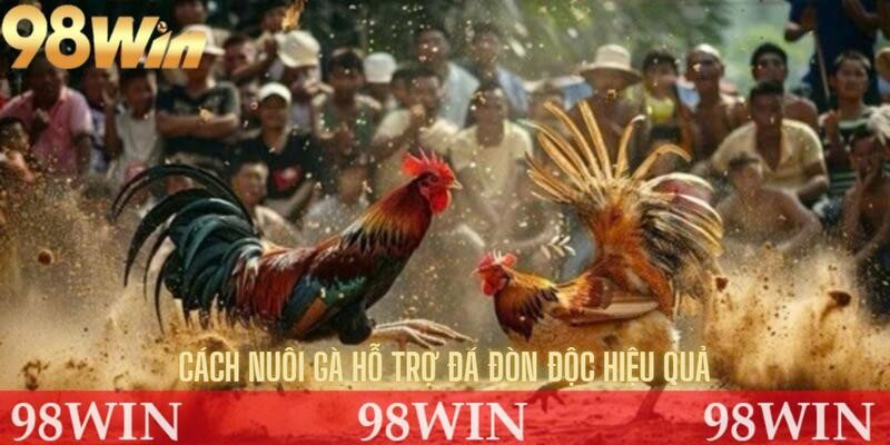 Phương pháp đá gà hiệu quả
