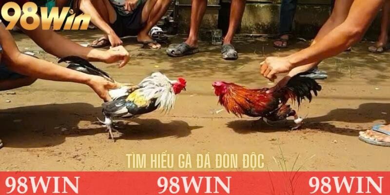 Tìm hiểu về gà đá đòn độc
