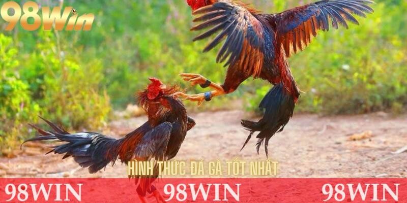 Những hình thức đá gà hot nhất