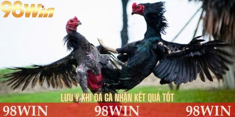Lưu ý khi đá gà trực tuyến